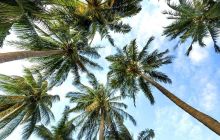 Nurkowanie na Dominikanie