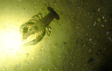 Jest plan na czwartek taki: ...