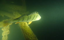 Jest plan na czwartek taki: ...