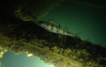 Jest plan na czwartek taki: ...