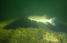 Spontaniczny plan na nurkowanie nocne