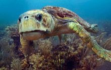 Wyprawa nurkowa do Meksyku i Belize