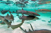 Wyprawa nurkowa do Meksyku i Belize