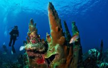 Wyprawa nurkowa do Meksyku i Belize