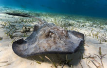 Wyprawa nurkowa do Meksyku i Belize