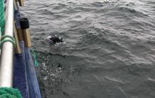 Wyjazd nurkowy na Hewelisza i Bornholm