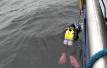 Wyjazd nurkowy na Hewelisza i Bornholm