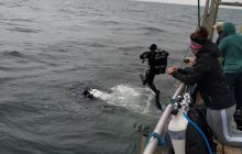 Wyjazd nurkowy na Hewelisza i Bornholm