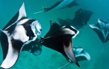 LAST MINUTE - Safari MALEDIWY