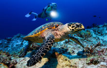 LAST MINUTE - Safari MALEDIWY