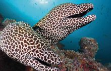 LAST MINUTE - Safari MALEDIWY