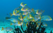 LAST MINUTE - Safari MALEDIWY