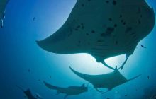 LAST MINUTE - Safari MALEDIWY