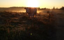 Trip to the Lake Hancza