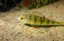 Dinozaury w j. Płotki