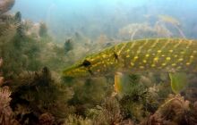 Dinozaury w j. Płotki