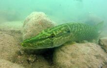 Dinozaury w j. Płotki