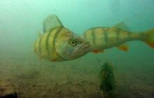 Dinozaury w j. Płotki