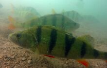 Dinozaury w j. Płotki