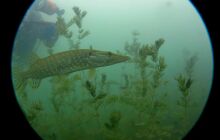 Dinozaury w j. Płotki