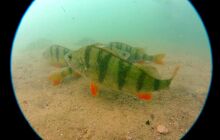 Dinozaury w j. Płotki