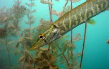 Dinozaury w j. Płotki