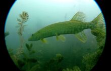 Dinozaury w j. Płotki