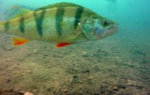 Dinozaury w j. Płotki