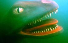 Dinozaury w j. Płotki