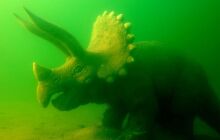 Dinozaury w j. Płotki