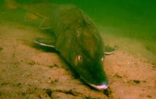 Dinozaury w j. Płotki