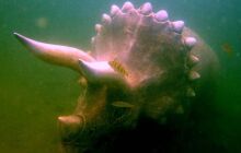 Dinozaury w j. Płotki