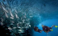 Wyprawa nurkowa na Bali i Komodo