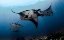 Wyprawa nurkowa na Bali i Komodo