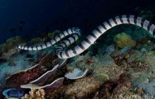 Wyprawa nurkowa na Bali i Komodo