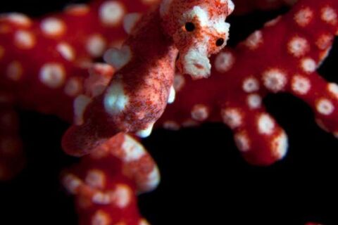 Raja Ampat - safari nurkowe w Indonezji - LAST MINUTE -50% 