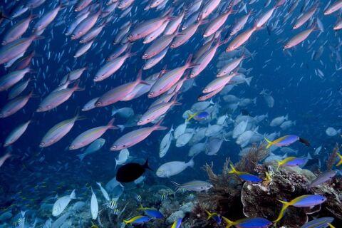 Raja Ampat - safari nurkowe w Indonezji - LAST MINUTE -50% 