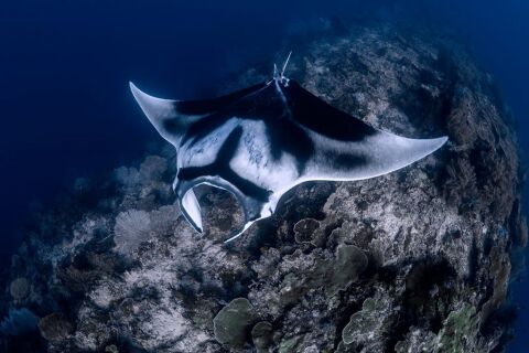 Raja Ampat - safari nurkowe w Indonezji - LAST MINUTE -50% 