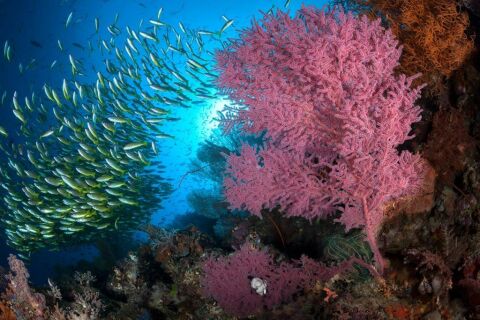 Raja Ampat - safari nurkowe w Indonezji - LAST MINUTE -50% 