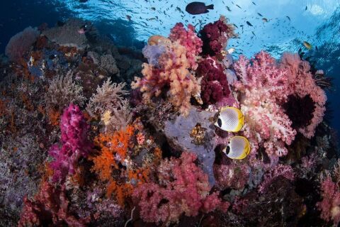 Raja Ampat - safari nurkowe w Indonezji - LAST MINUTE -50% 