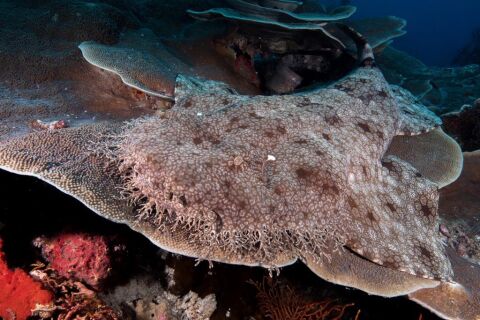 Raja Ampat - safari nurkowe w Indonezji - LAST MINUTE -50% 