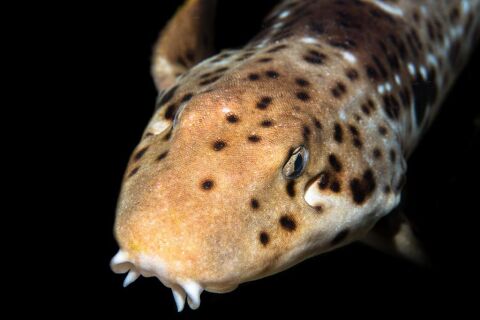 Raja Ampat - safari nurkowe w Indonezji - LAST MINUTE -50% 