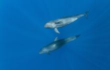 Wyprawa nurkowa do Arabii Saudyjskiej