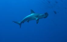 Wyprawa nurkowa do Arabii Saudyjskiej