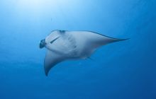 Wyprawa nurkowa do Arabii Saudyjskiej