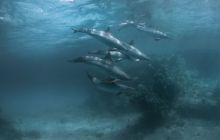 Wyprawa nurkowa do Arabii Saudyjskiej