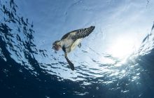 Wyprawa nurkowa do Arabii Saudyjskiej