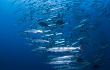 Wyprawa nurkowa do Arabii Saudyjskiej