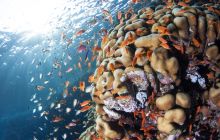 Wyprawa nurkowa do Arabii Saudyjskiej