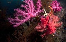 Wyprawa nurkowa do Arabii Saudyjskiej